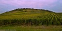 Vineyard in Colmar area