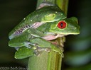 Red-Eyed Tree Frog Pair, Pairing