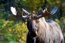 Moose portrait