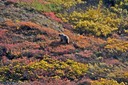 Grizzly on hillside