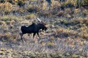 Bull moose between Eielson and Wonder Lake