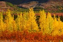 Kaleidoscope of fall color