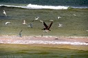 Brown pelican and gulls on sand bar