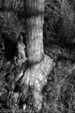 Cypress trunk