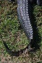 Alligator tail