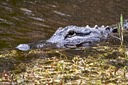 Cruising alligator