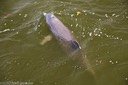 Bottlenose dolphin blowing