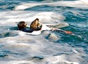 Sea otters shredding an octopus