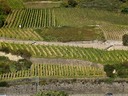 Middle Rhine vineyards