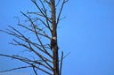 Eagle near its nest on the Madison, West Entrance