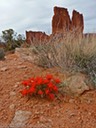 Indian Paintbrush near Courthouse Rock
