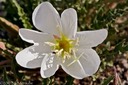 Evening Primrose
