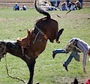 Pendleton Roundup