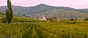 Vineyards near Ingersheim