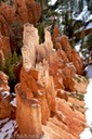 Rock spires, trees, snow all in one place.