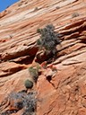 Mini-garden clinging to rock wall in Zion