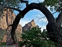 Watchman framed by tree on Virgin River