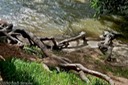 Roots reaching into the Virgin River