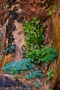Plants clinging to rock in weep area