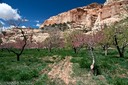 Fruita orchard
