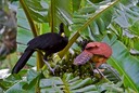 Great Currasow Pair