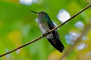 Hummingbird