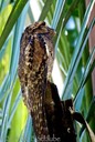 Potoo