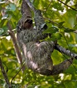 Three Toed Sloth