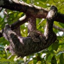 Three Toed Sloth and Baby