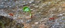 Leaf Cutter Ants