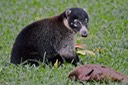 White-Nosed Coatimundi