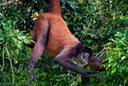 Spider Monkey