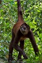 Spider Monkey