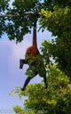 Spider Monkey