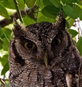 Screech Owl