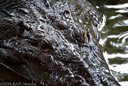 Crocodile