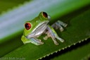 Red-Eyed Tree Frog