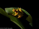 Banana Frog Pair