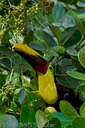 Chestnut Mandibled Toucan