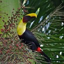 Chestnut Mandibled Toucan