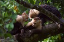 White-Headed Capucin Monkeys