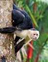 White-Headed Capucin Monkeys