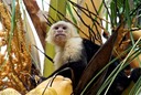 White-Headed Capucin Monkeys