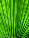 Transilluminated Frond