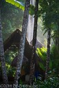 Rain Forest