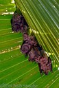 Short-Eared Silky Fruit Bats