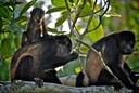 Mantled Howler Monkeys