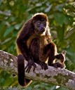 Mantled Howler Monkey