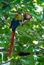 Scarlet Macaw