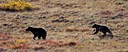 Yearling keeping up with mother